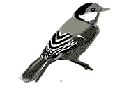 barcode tit