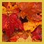 autumn leaves
